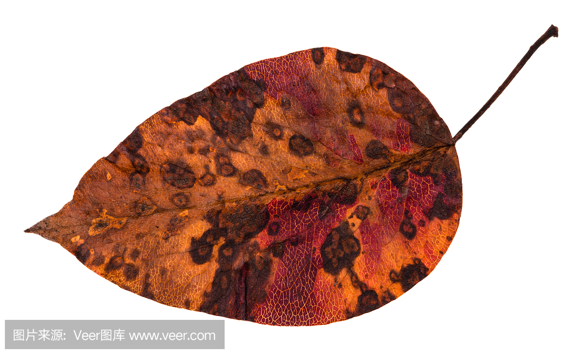 被隔绝的腐烂的干燥叶子苹果树