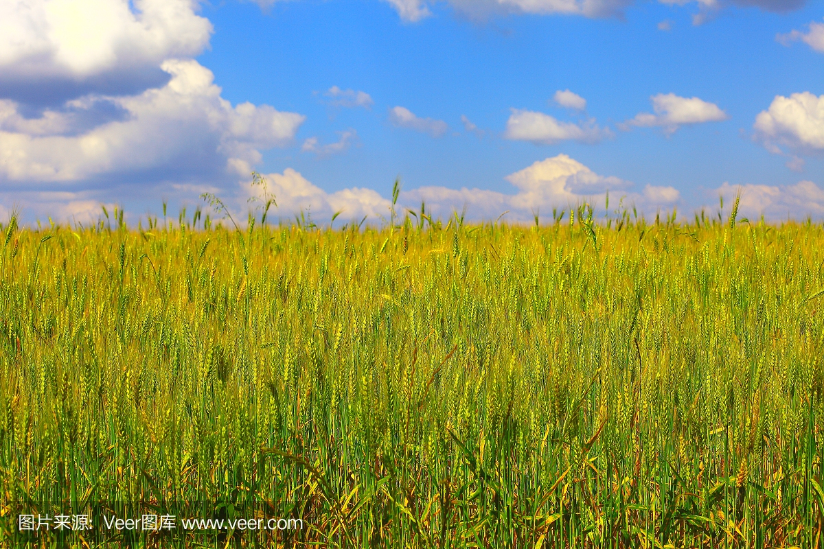 南巴西南里奥格兰德州的麦田