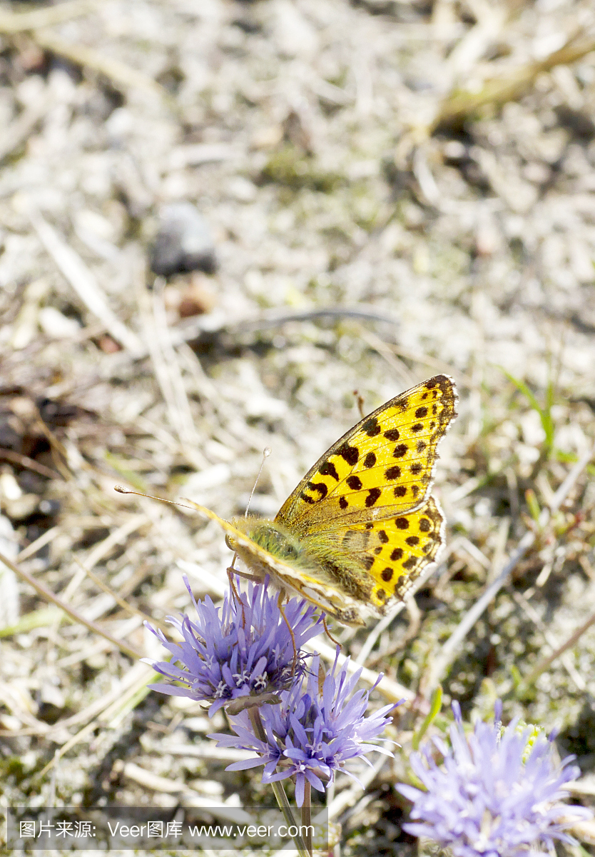 西班牙王后贝母(Issoria lathonia)