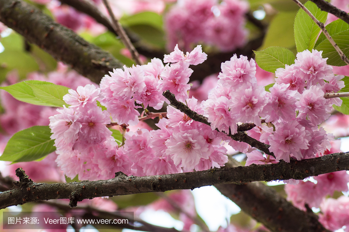 粉红色的樱花在春天在日本花园里开花
