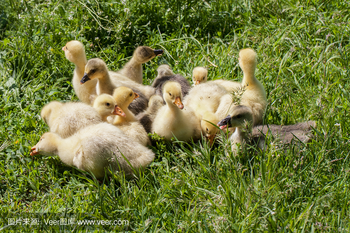一群小鹅在绿草中吃草