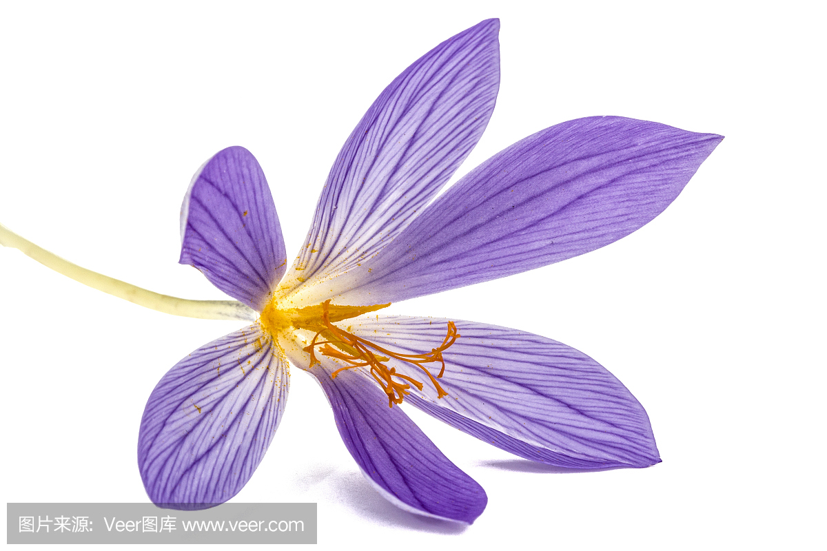 紫罗兰色的花秋千,特写镜头,孤立在白色背景上