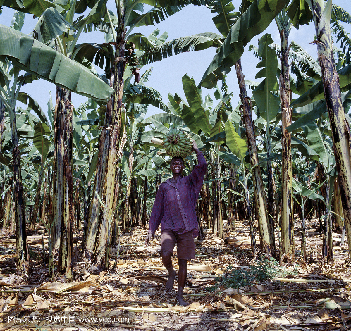 香蕉种植在乌干达各地。原本是东南亚地区,中