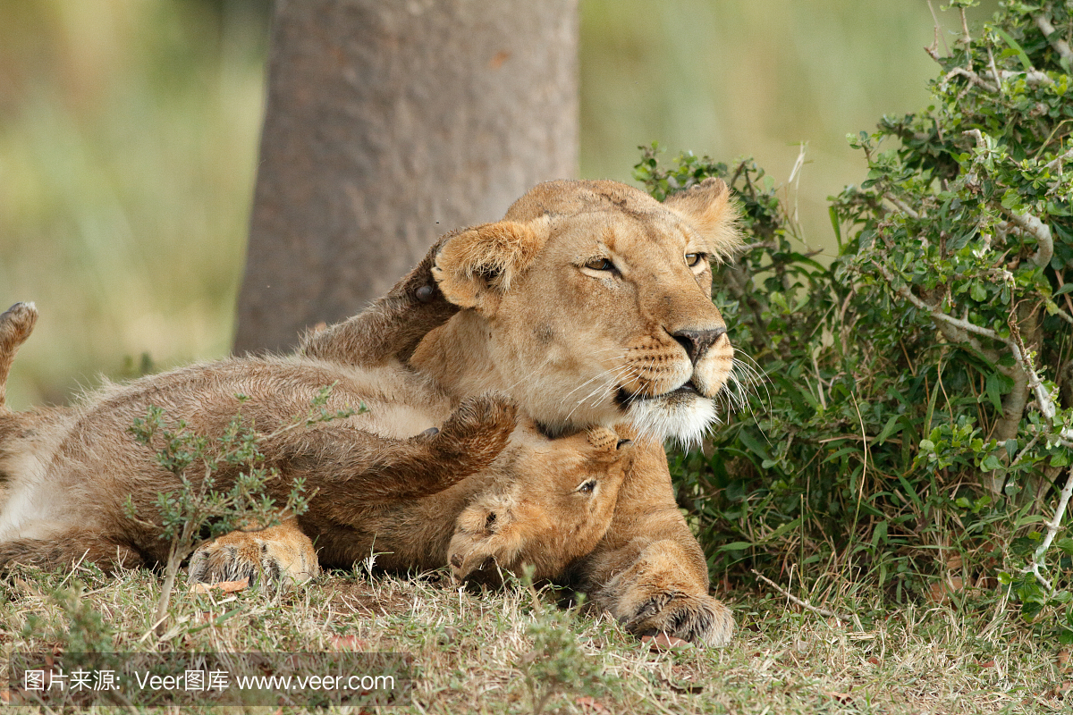 野生动物,狩猎动物,狮子,猫科动物