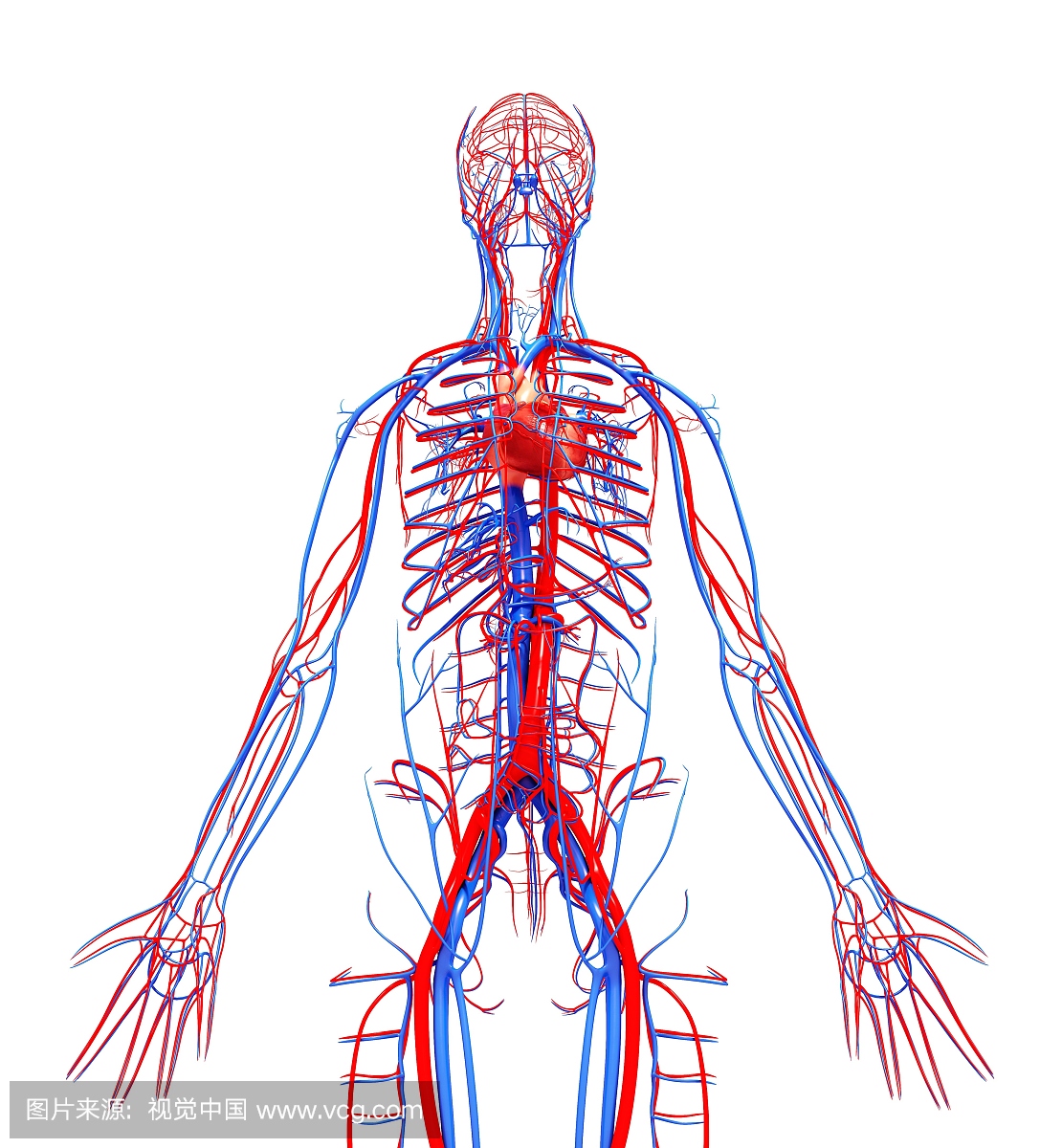 人类心血管系统,电脑艺术品。