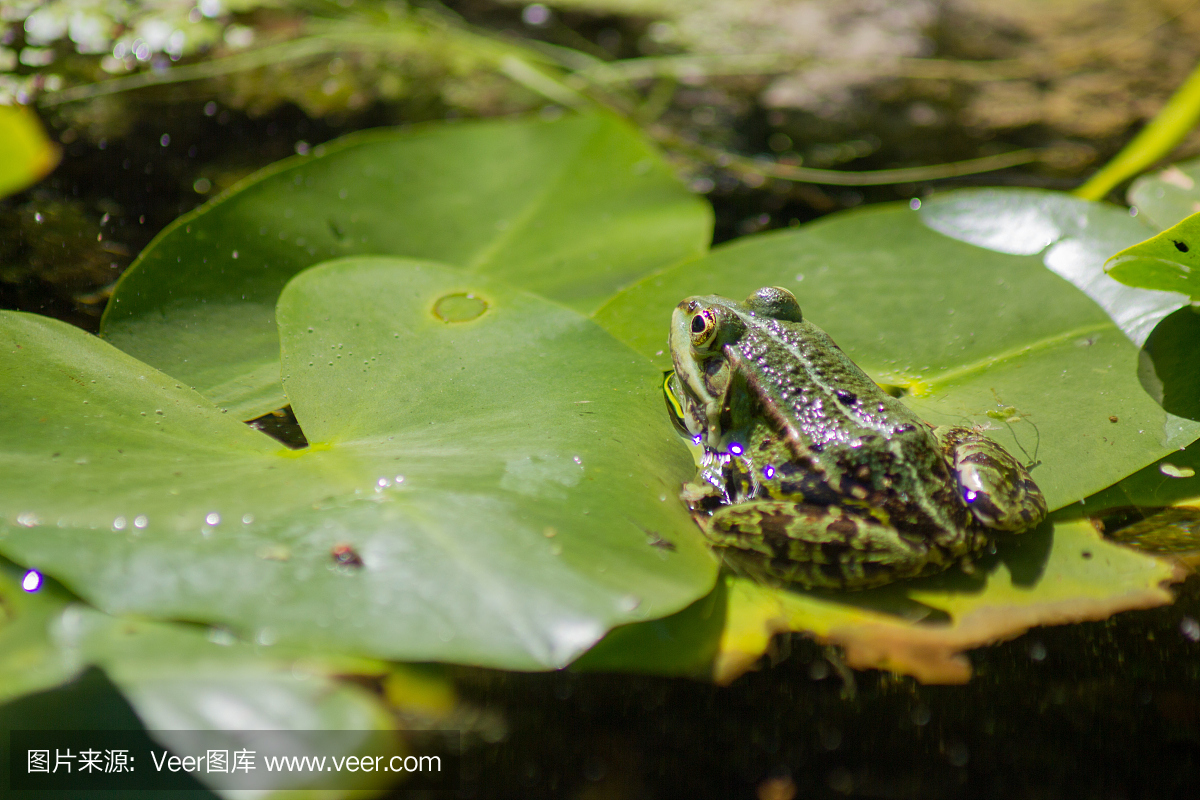 小青蛙坐在池塘里的百合垫上