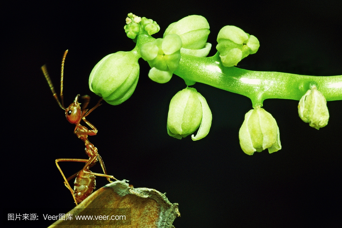 蚂蚁从叶子爬到花枝。