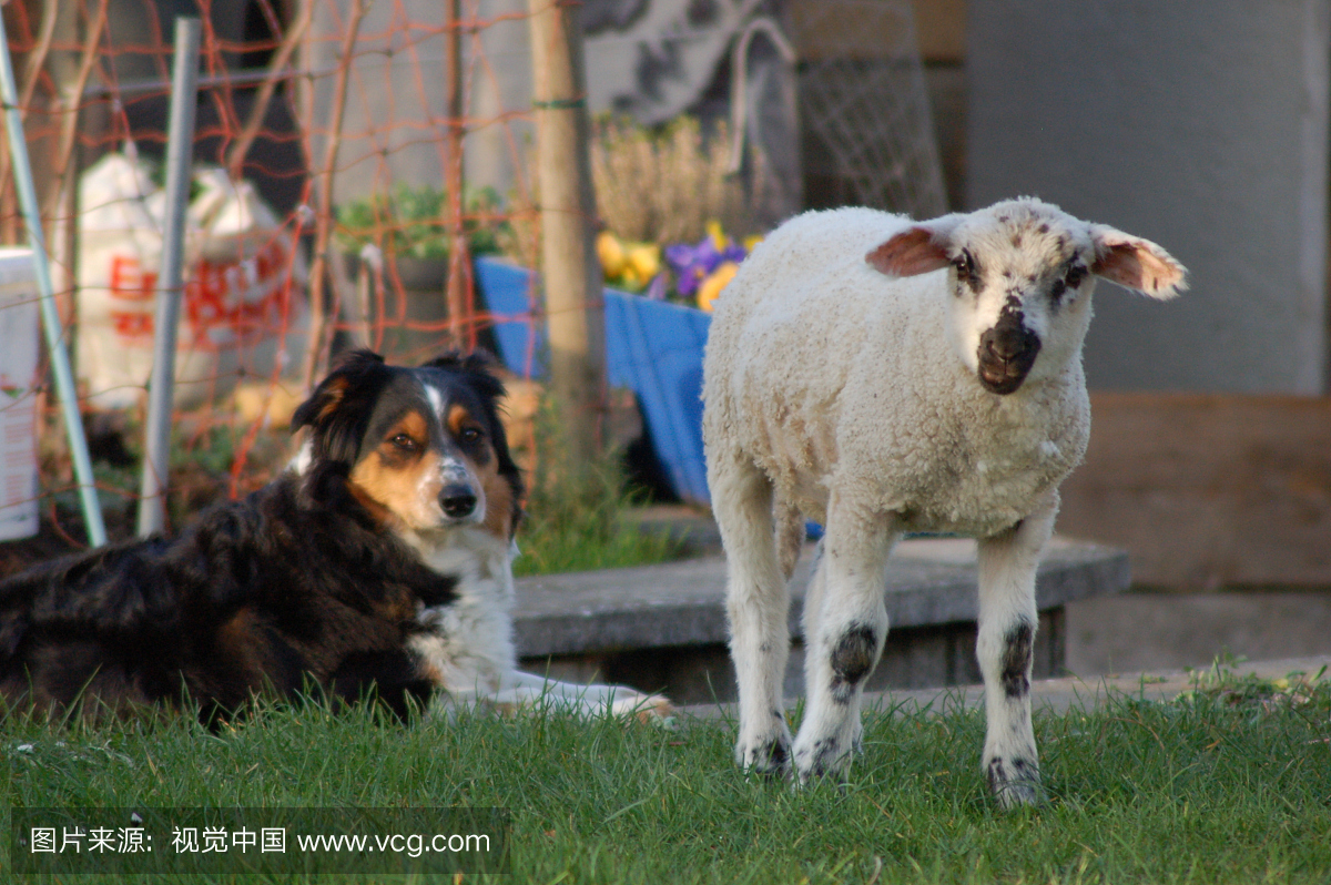 宠物,草,动物主题,家畜