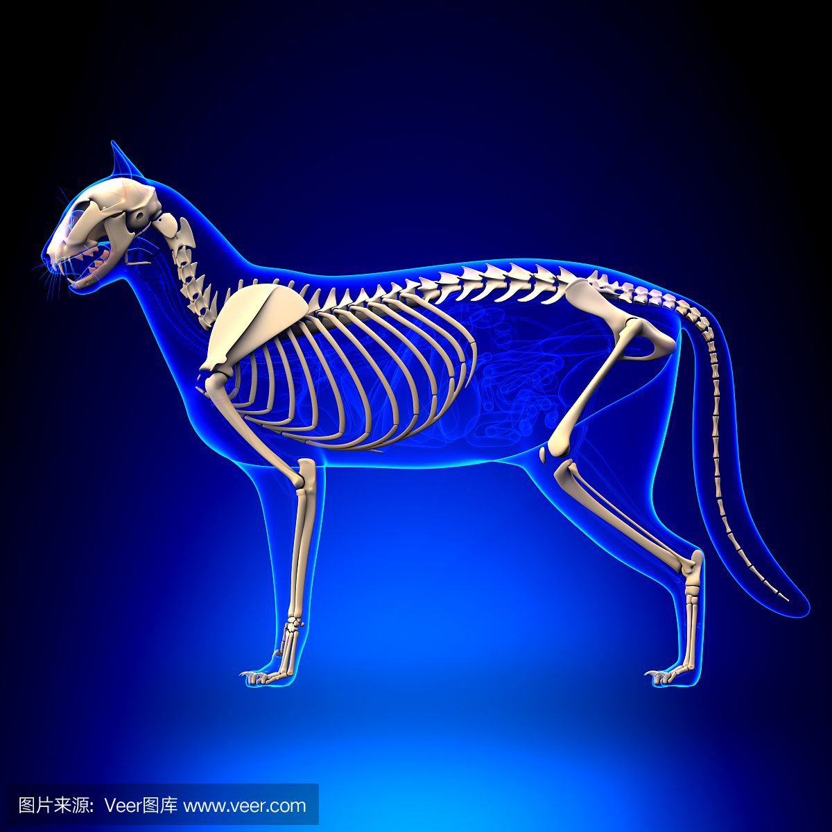 猫骨骼解剖 - 猫骨骼的解剖