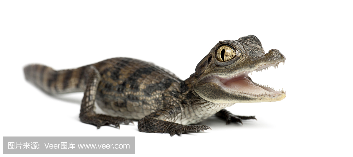 眼镜凯门鳄,眼镜斑宽吻鳄,眼镜斑短吻鳄,眼镜斑窄吻鳄