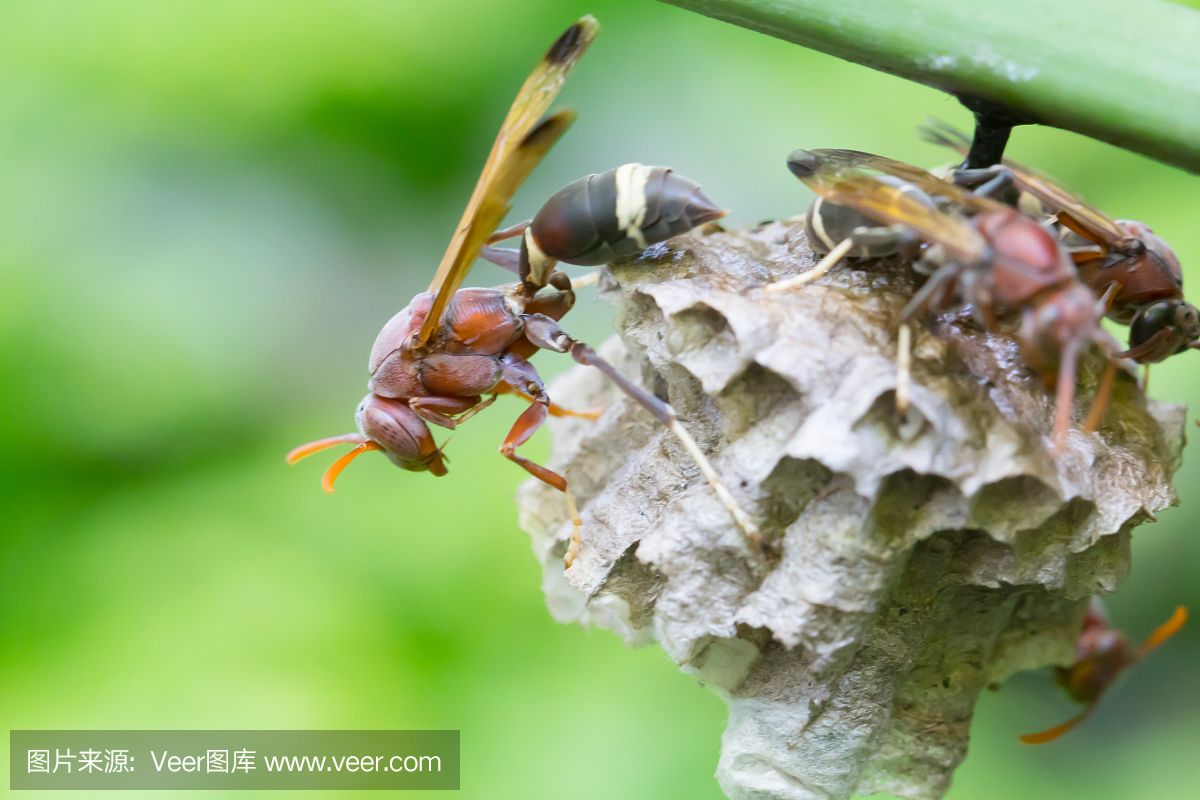 黄蜂正在筑巢