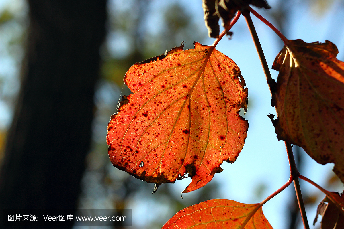 自然,红色,十月,季节