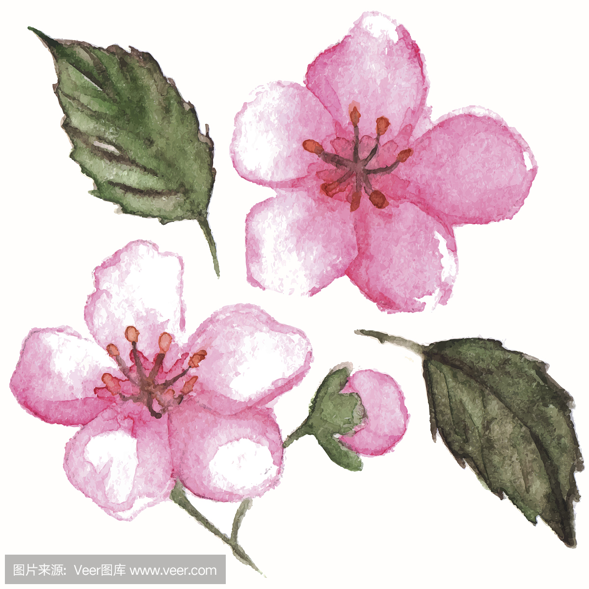 樱花,樱桃花,水彩颜料,水彩画颜料