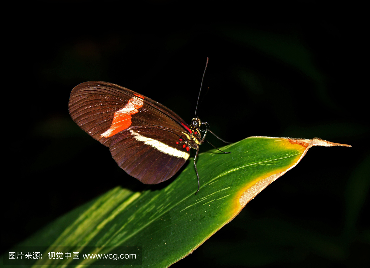 Postman butterfly (Heliconius melpomene rosin