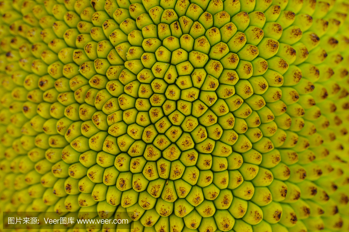 菠萝蜜果皮一个小按钮连续黄绿色。