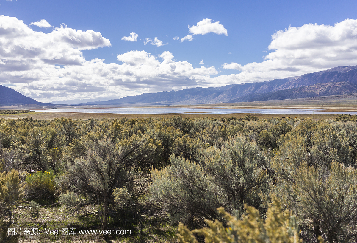 西庇阿,大西庇阿,山艾树,三齿蒿