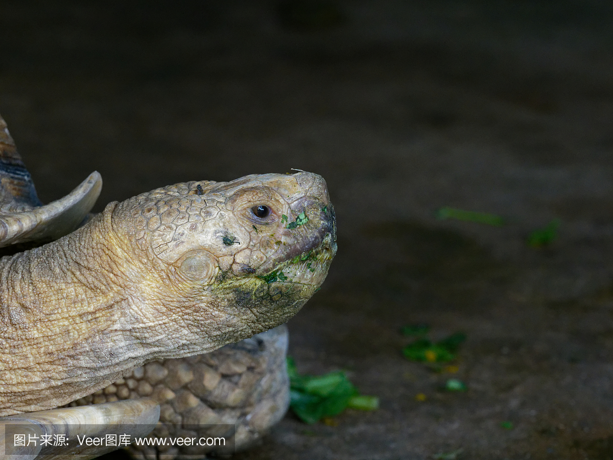 巨型非洲被刺激或与绿色嘴的Sulcata草龟通过