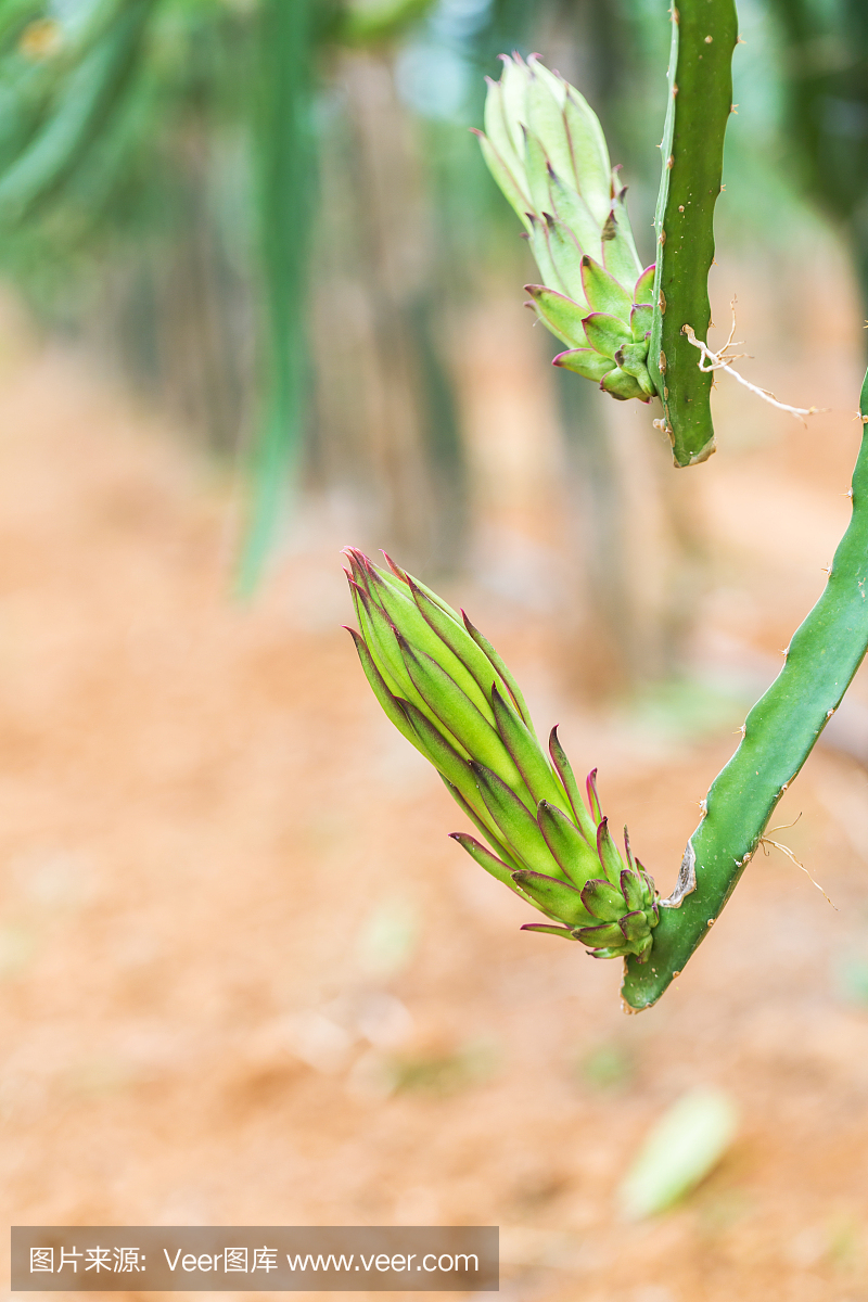 龙果花芽,火龙果在温室里盛开