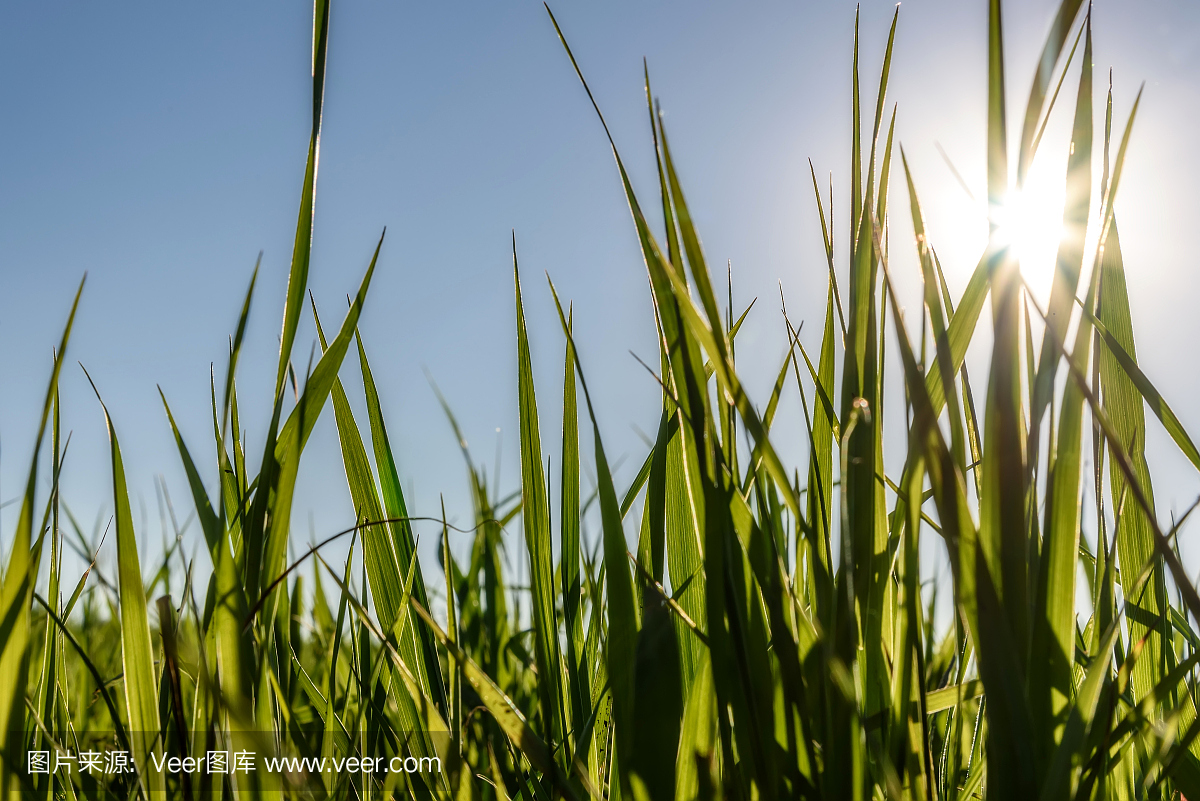 悄悄接近猎物,潜行猎,天空,美
