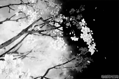 花瓣飘落动态壁纸图片-1251kb