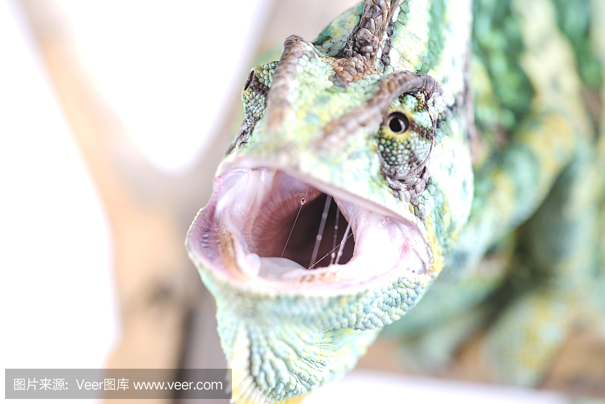 声囊,共鸣囊,面罩变色龙,蒙面变色龙