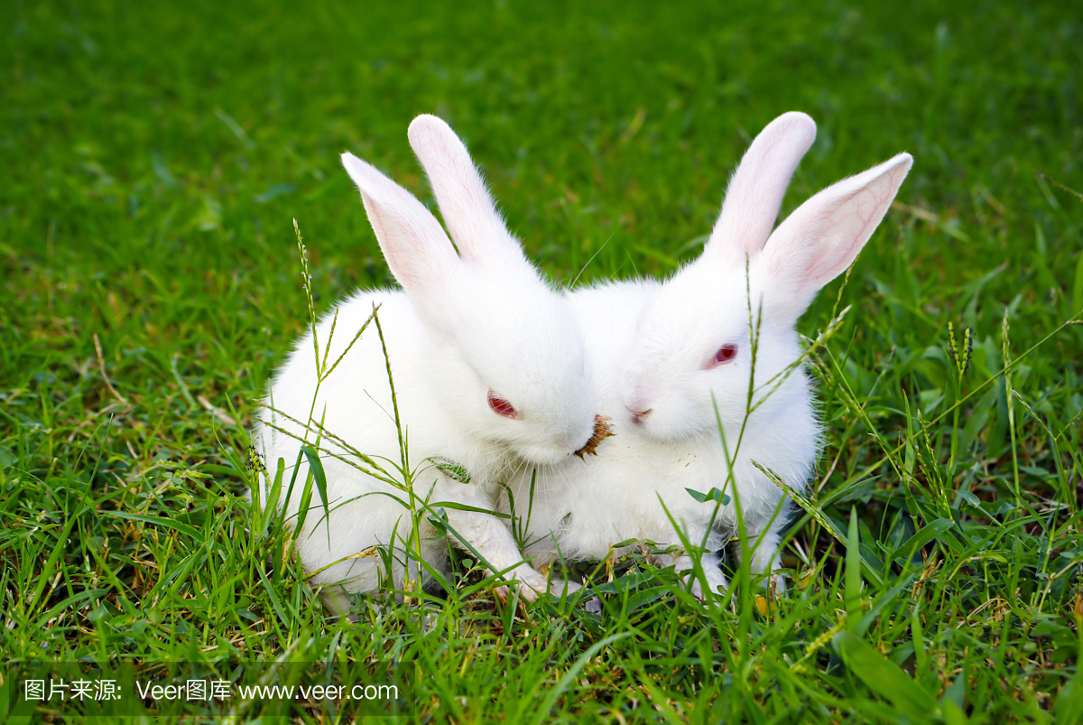 两只兔子在草地上