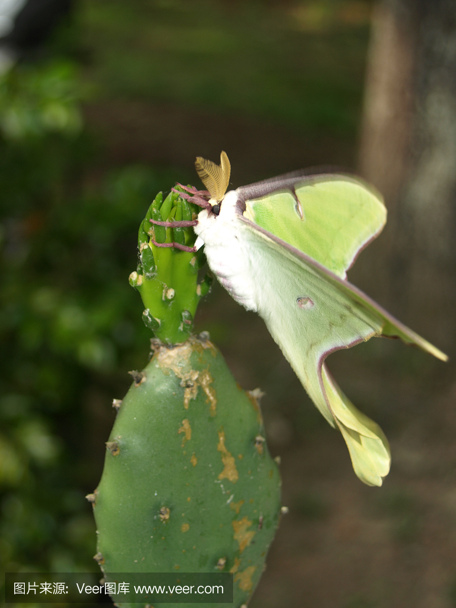 月神蛾,长尾水青蛾,垂直画幅,摄影