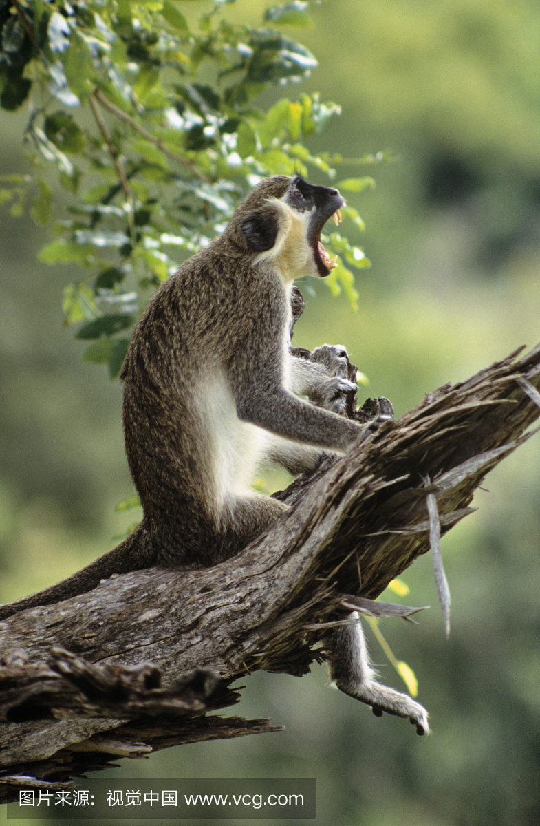 加纳,北部地区,摩尔国家公园。一只猴子在鼹鼠