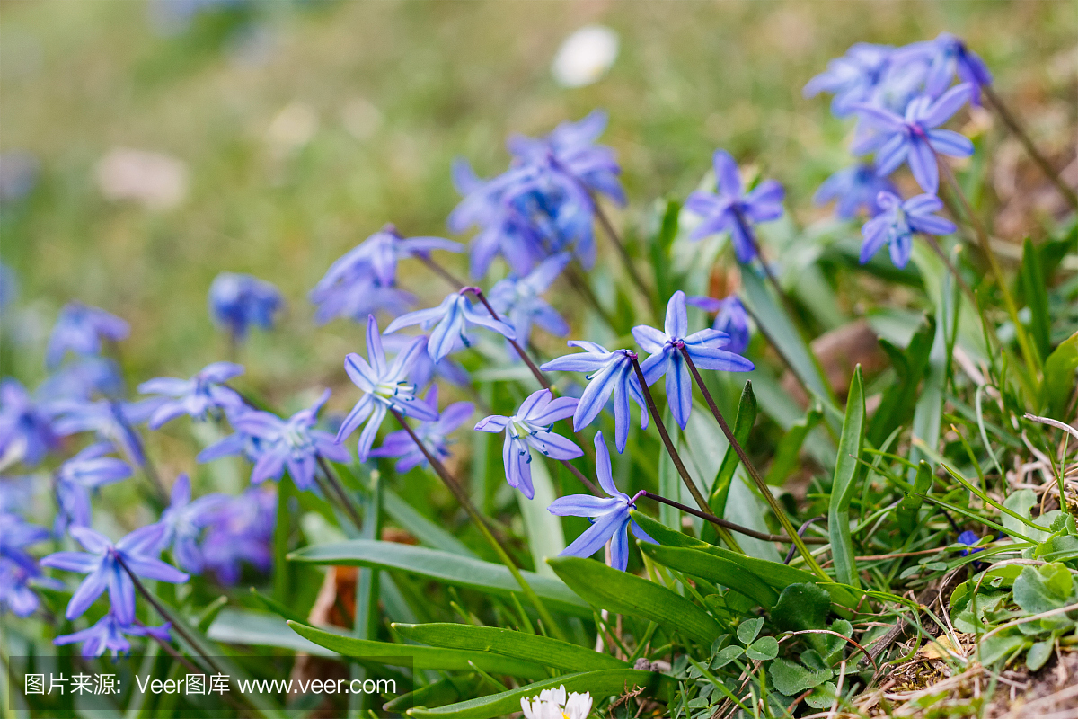 美丽的春天会开蓝色钟形花的草 - 雪的荣耀