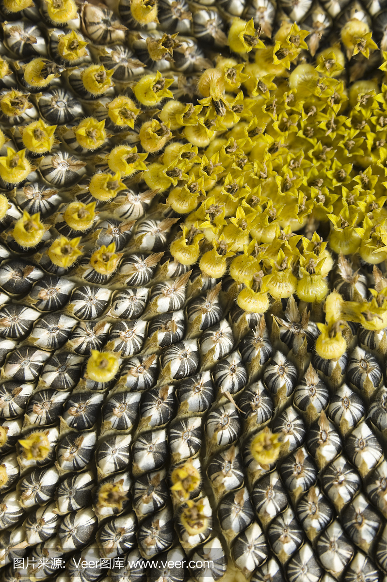 向日葵籽,瓜子,葵花籽,向日葵种子