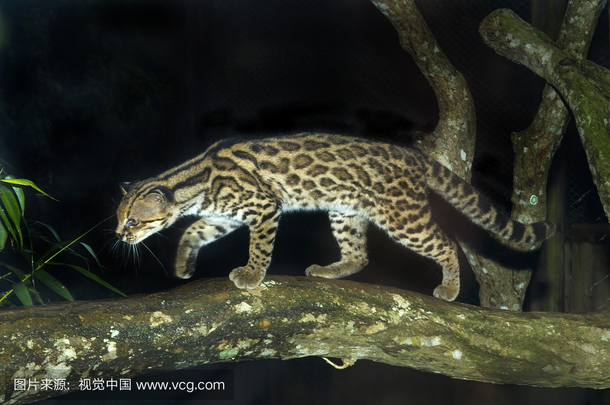 俘虏Oncilla,豹纹tigrinus(又名老虎猫或小斑猫)。