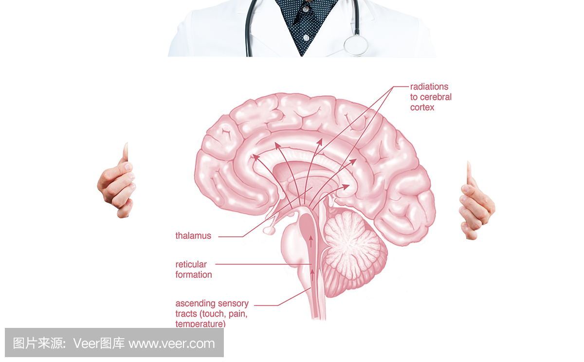人脑解剖学基础医学教育