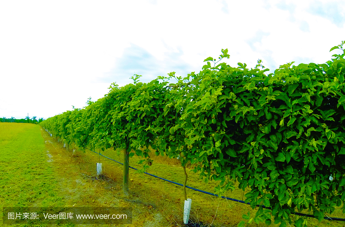 绿色百香果红葡萄酒的中射