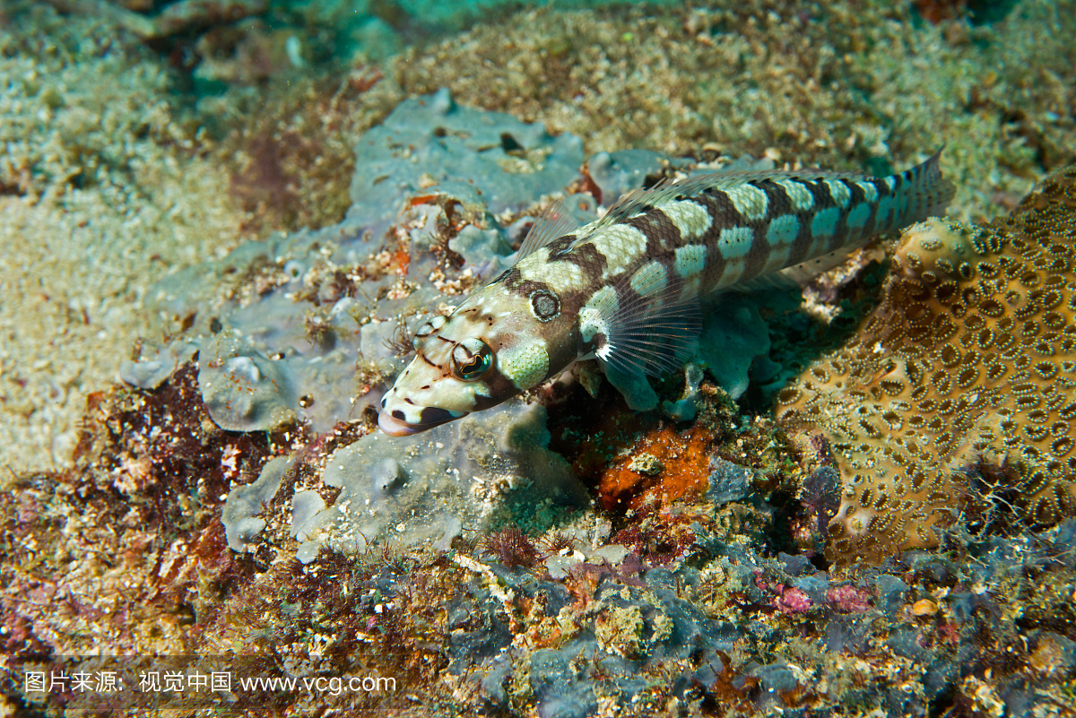 埋伏的沙刺在伏击