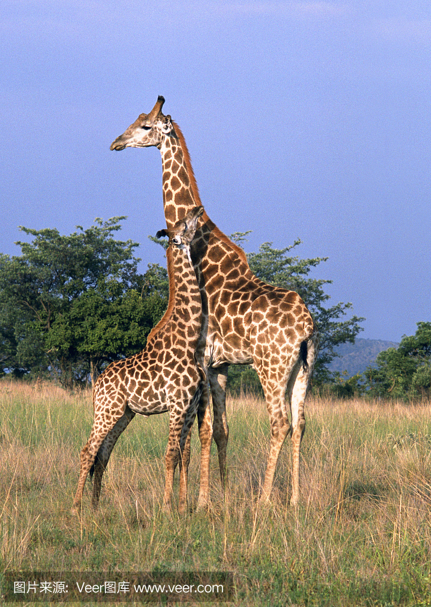 女性长颈鹿与其宝宝。