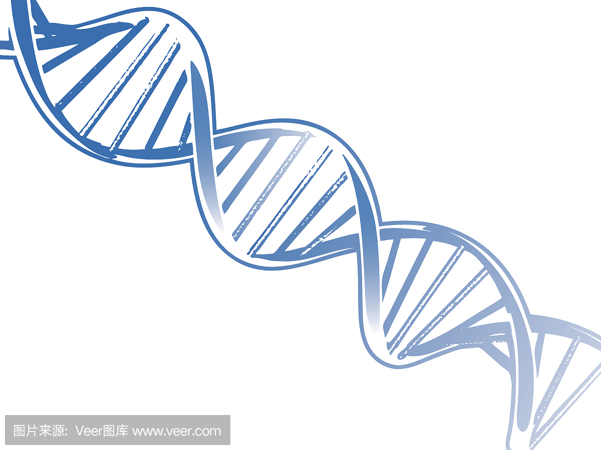 螺旋模型,DNA链,双螺旋的,双螺旋模式
