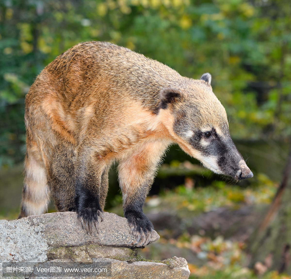 长鼻浣熊,(中南美洲所产的)长鼻浣熊,长吻浣熊,美洲浣熊