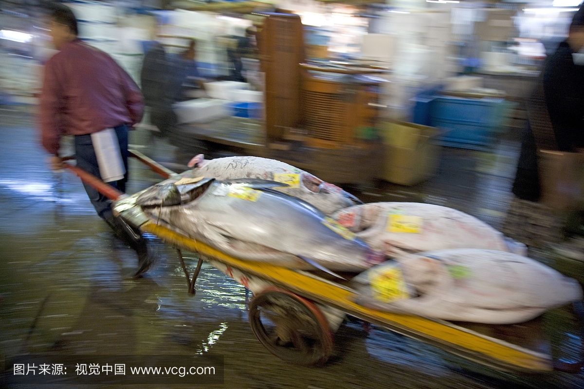 日本,东京,筑地鱼市场,东京中央批发市场,冻结的