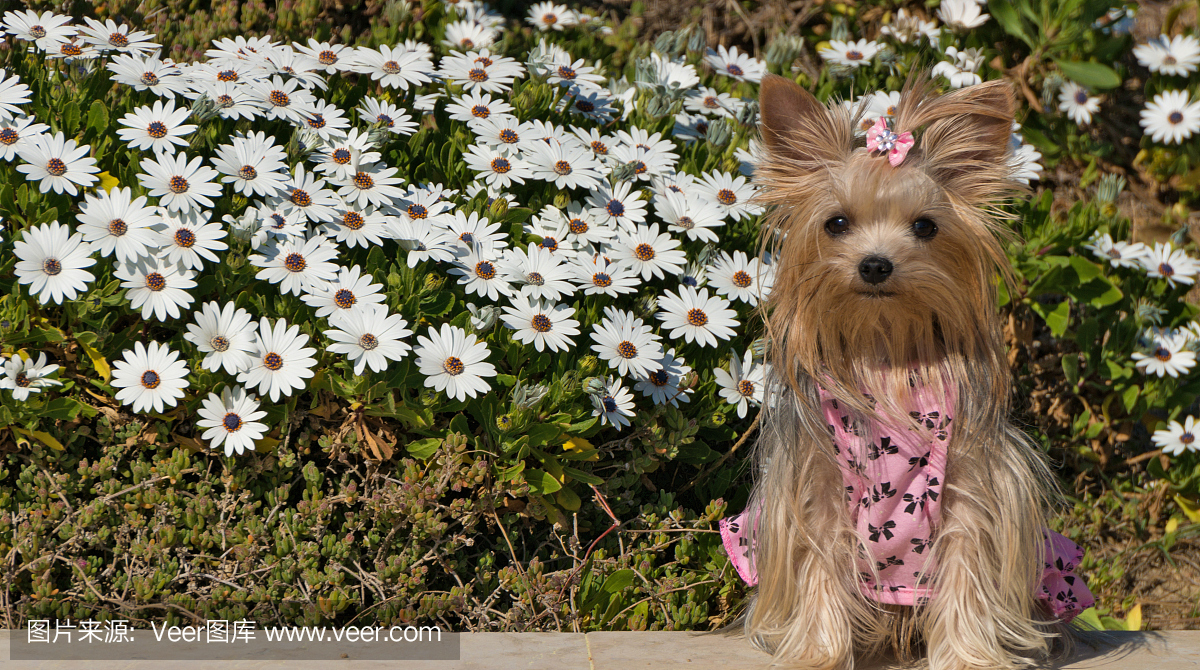 约克夏特里尔狗在萨洛,西班牙