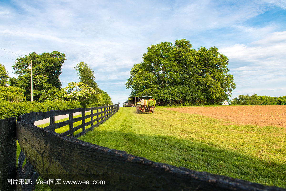 Rows of young lettuce plants on farm field. Cou