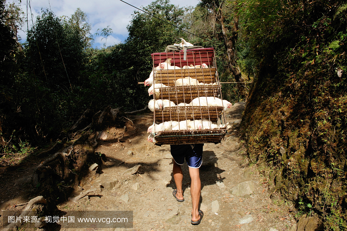 鸟笼,人,仅一个男人,母鸡