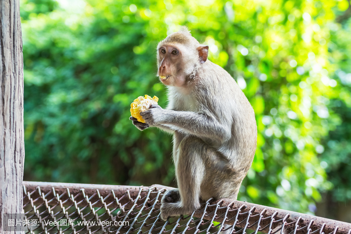 一只猴子正在吃人类给它的玉米。