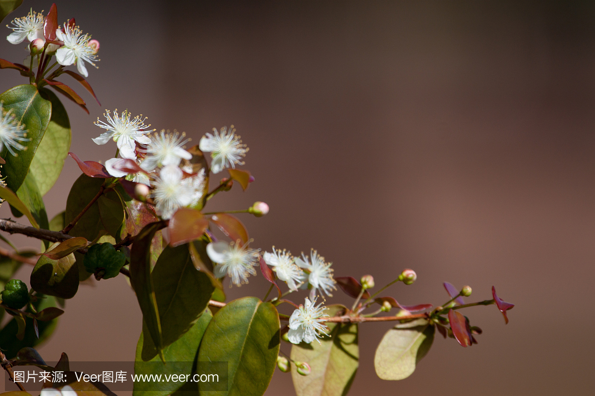 在Eugenia uniflora,共同的名字巴西樱桃白花分