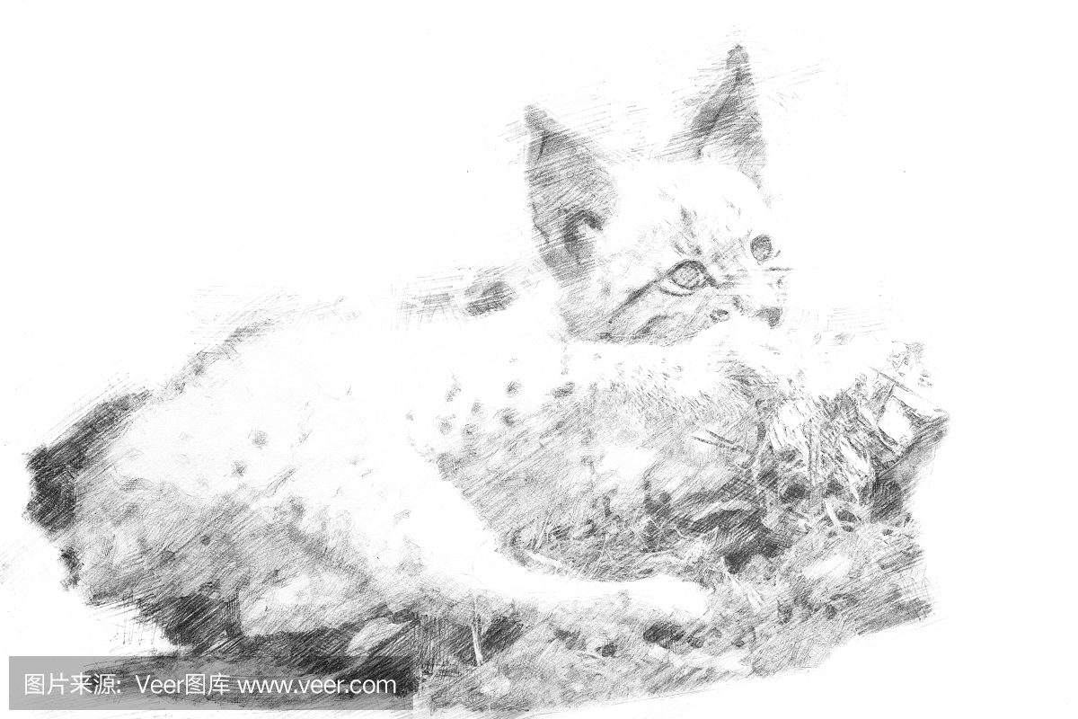 素描 - 在草地上用木头玩的年轻的ly x的山猫