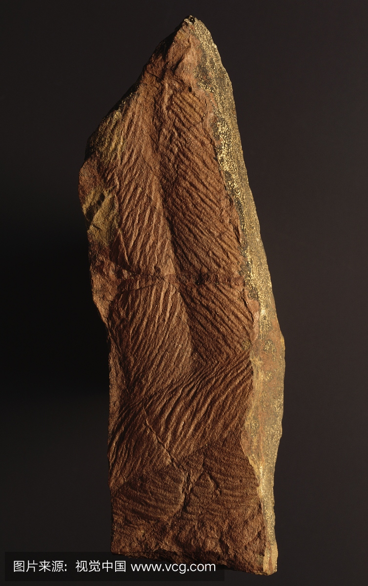 化石三叶虫轨道,克鲁日亚,下志留系
