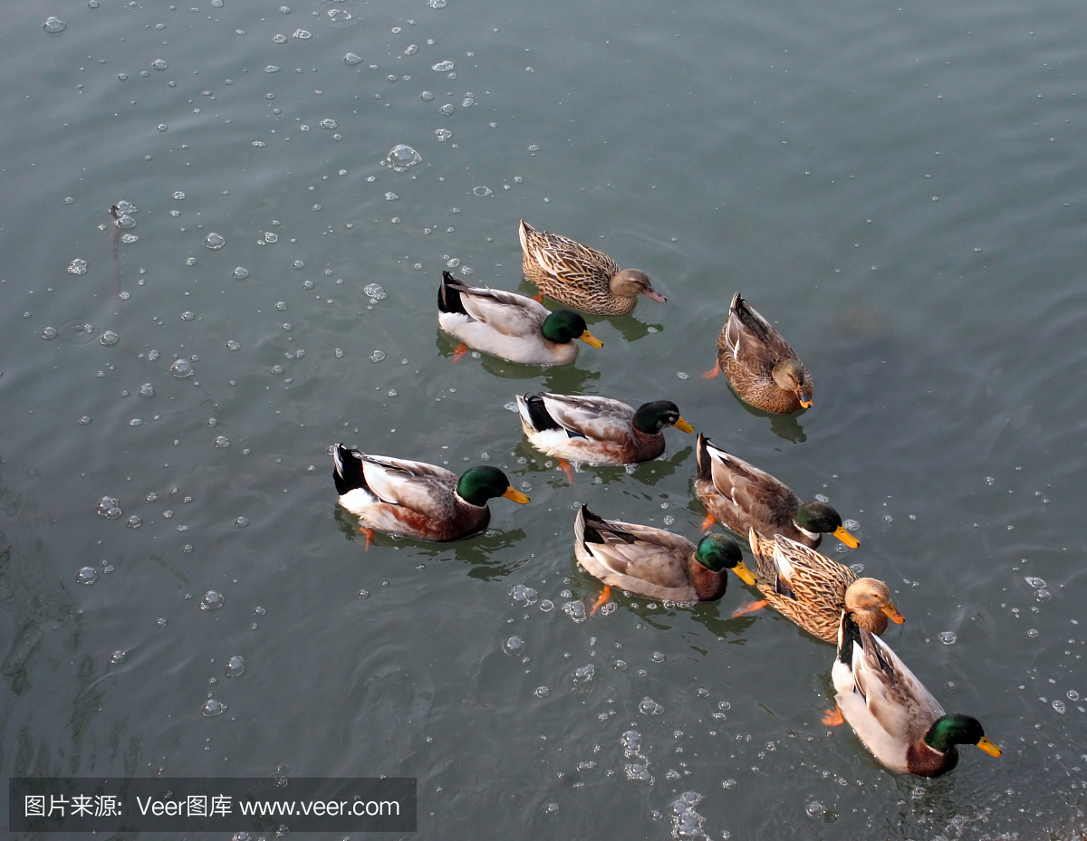 呷呷叫,鸭叫,鸟鸣声,鸟鸣