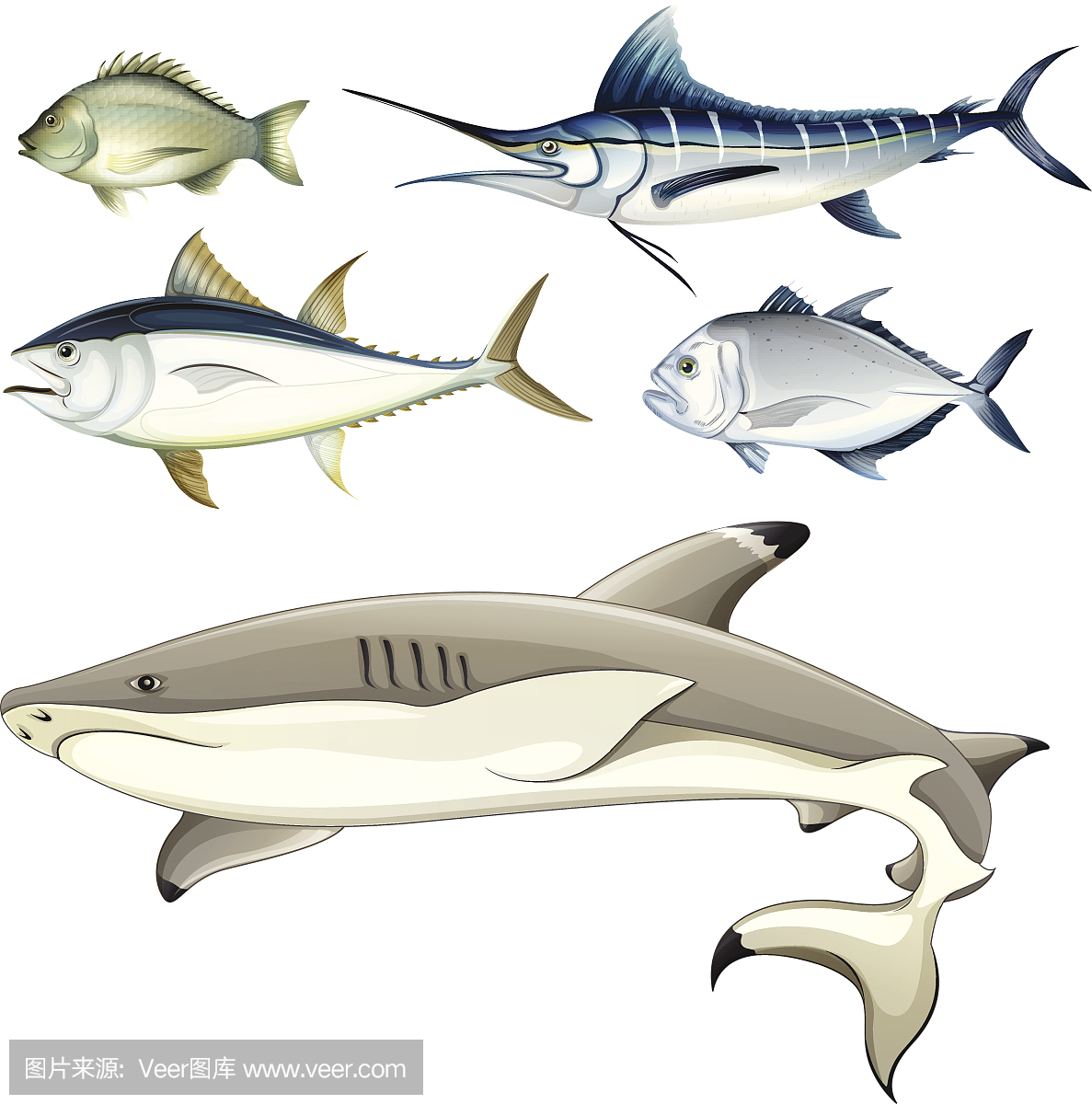 七鳃鳗,八目鳗,绘画插图,动物学