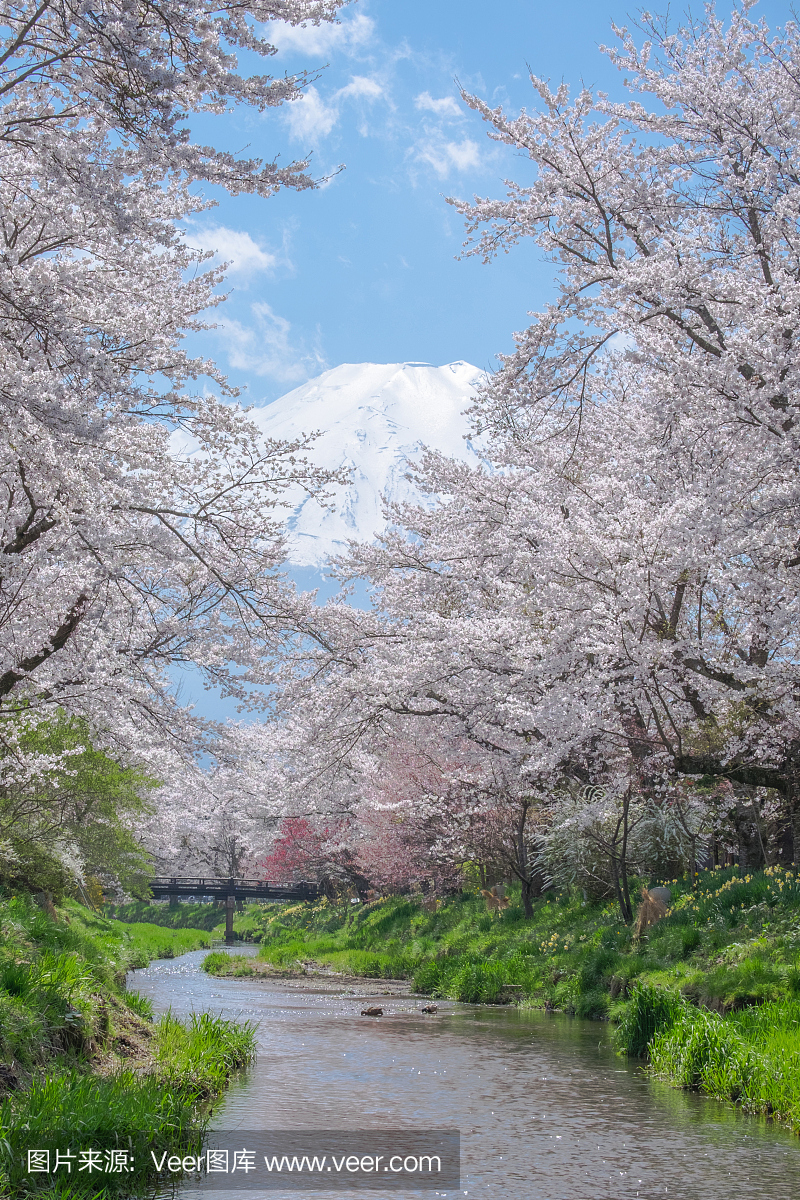富士山从大野山开了樱花
