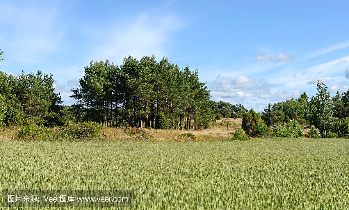 乡村景观。黑麦的领域。芬兰奥兰群岛