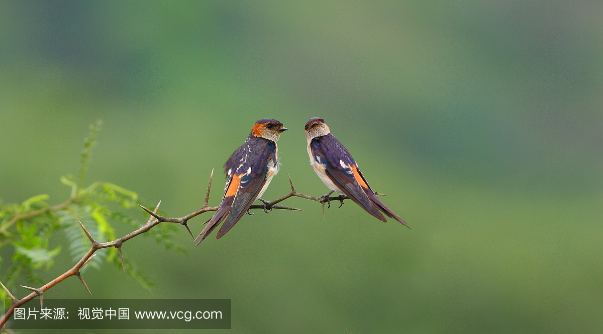 燕子,燕,小燕子,北美歌雀